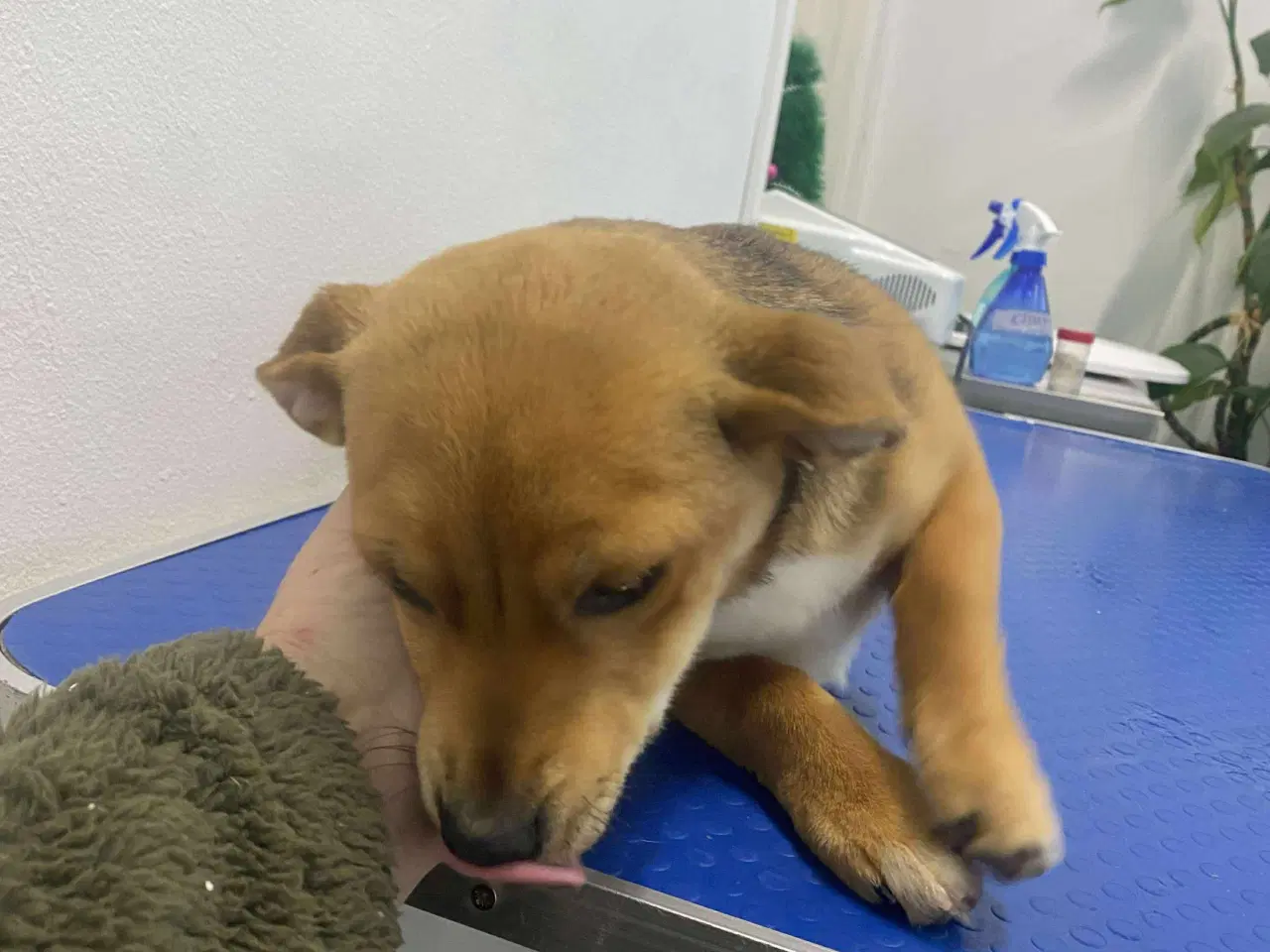 Billede 3 - Solvej søger sin egen familie❤️