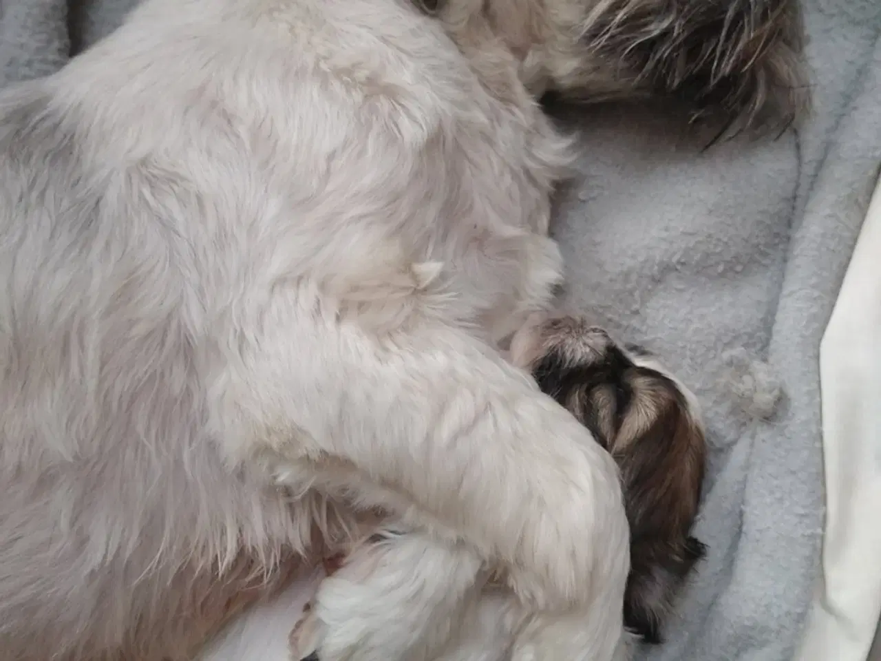 Billede 6 - Shih Tzu hvalp