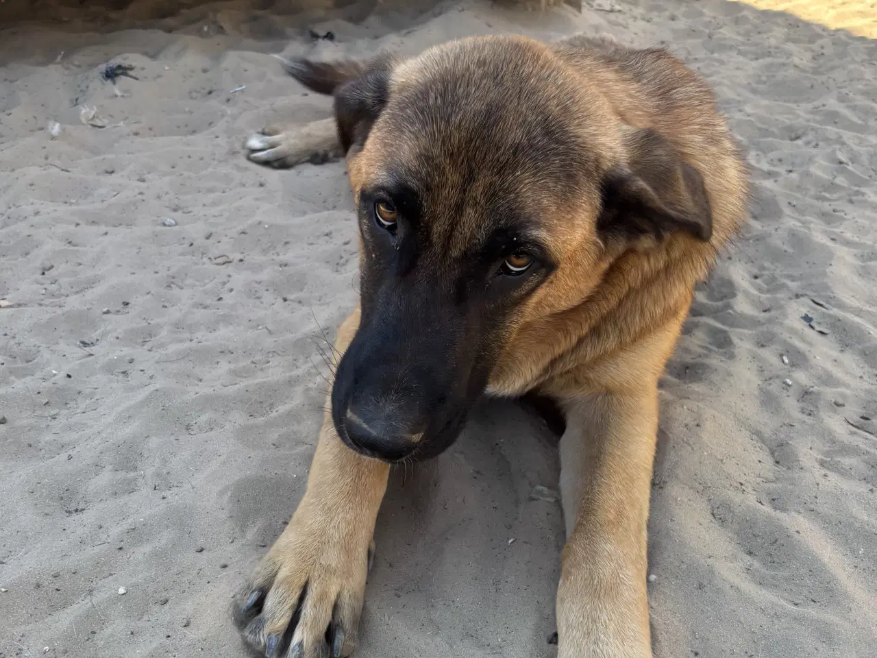 Billede 6 - Toby søger familie! 🤎