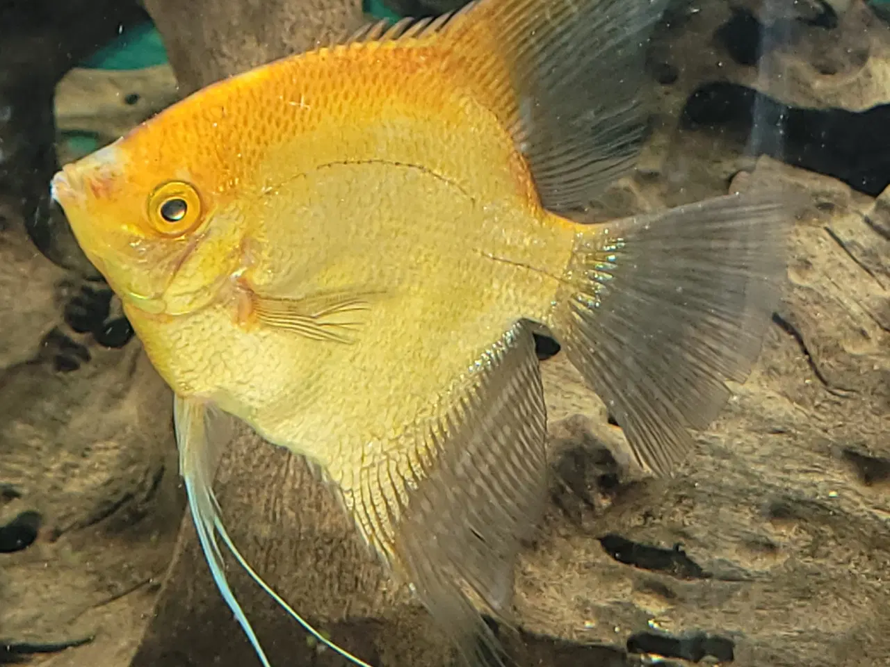 Billede 1 - Gul Scalar og blå Smerling 