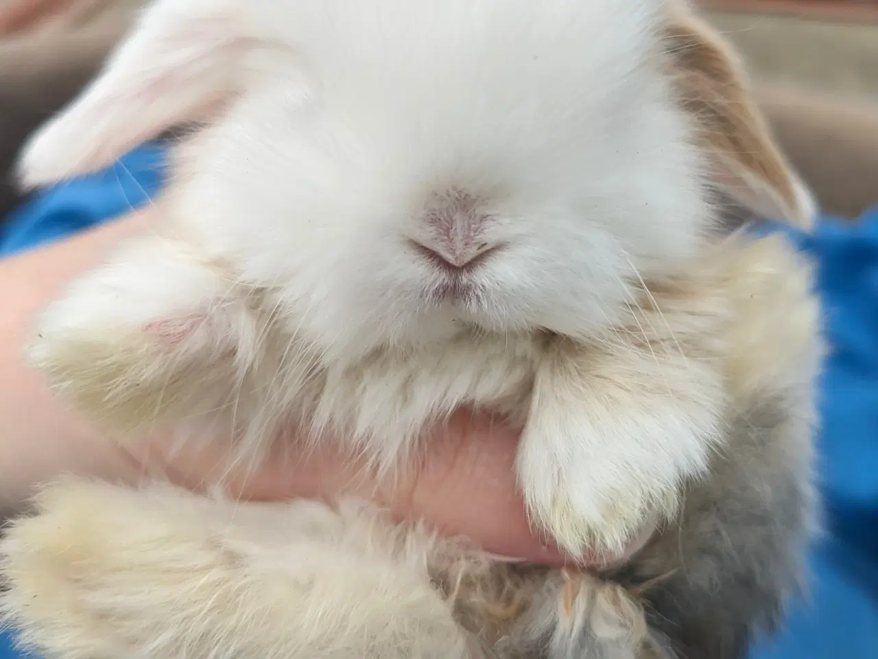 Billede 4 - Minilop kaninunge sælges