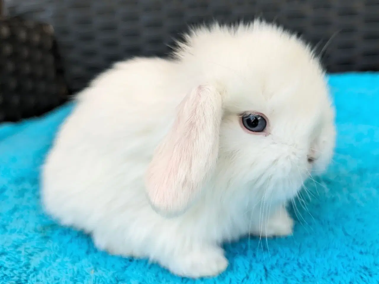 Billede 1 - Minilop kaninunge sælges