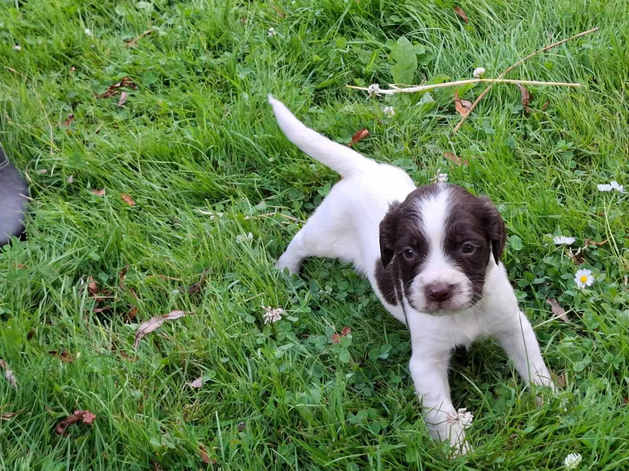 Billede 6 - Springer Spaniel hvalpe