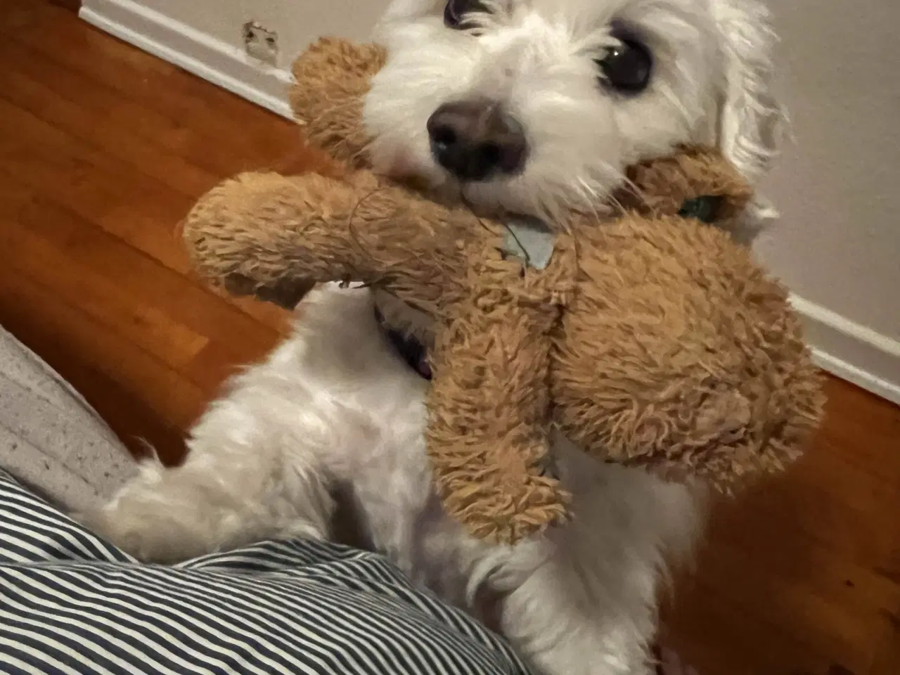 Billede 4 - 3 årige Luna (bichon havanais) søger nyt hjem