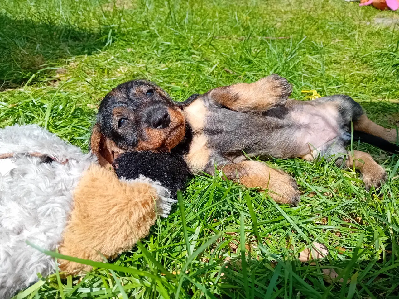 Billede 6 - Ruhåret standard gravhund