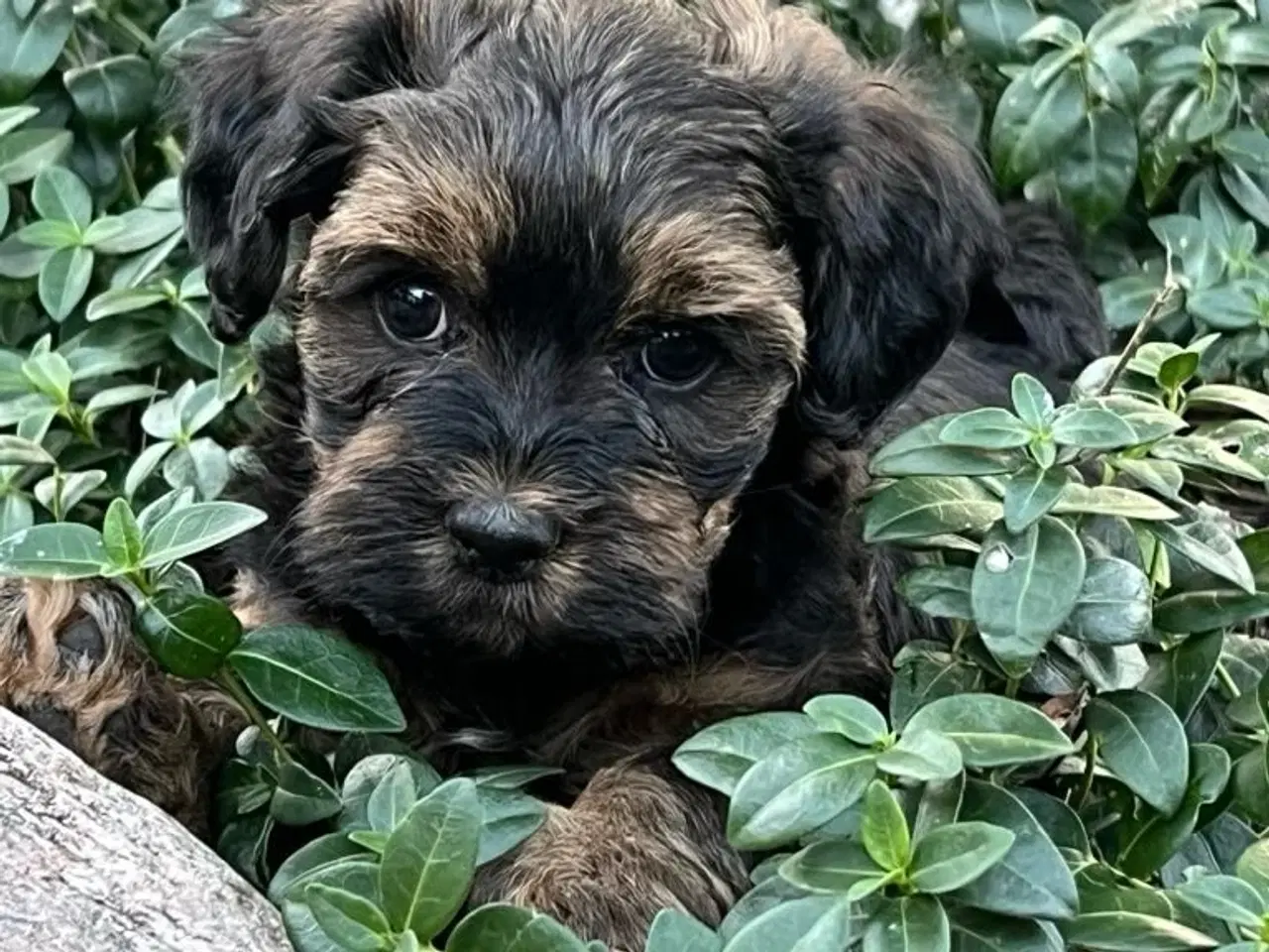 Billede 6 - Bichon Havanais hvalpe. 2 hanner