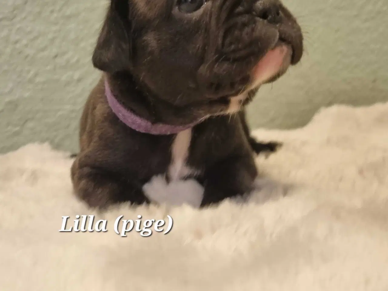 Billede 4 - Fransk bulldog hvalpe 