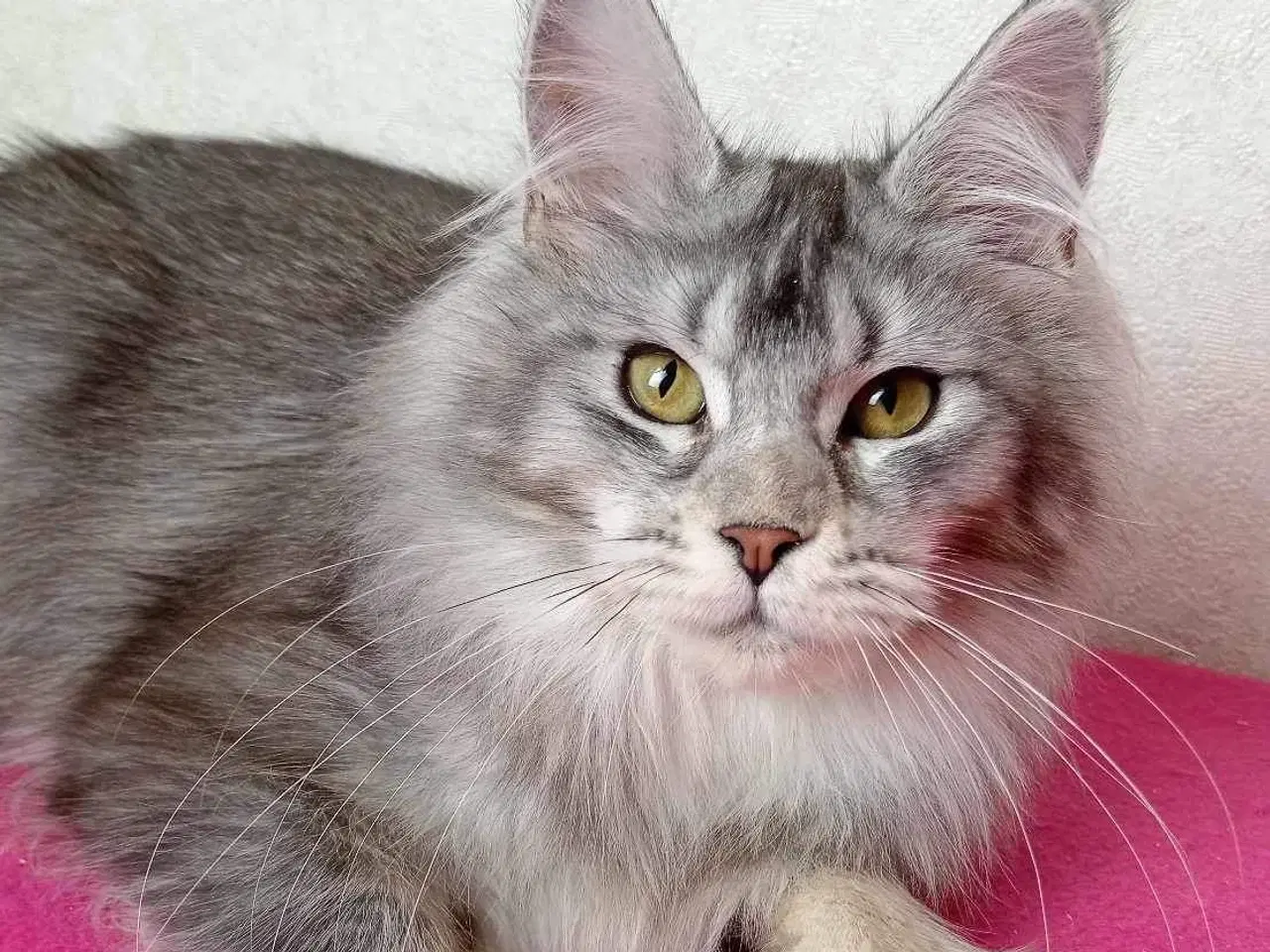 Billede 2 - Maine coon 