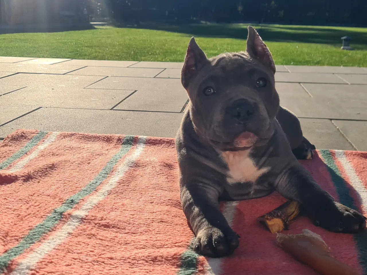 Billede 3 - American Bully Blu Pige 