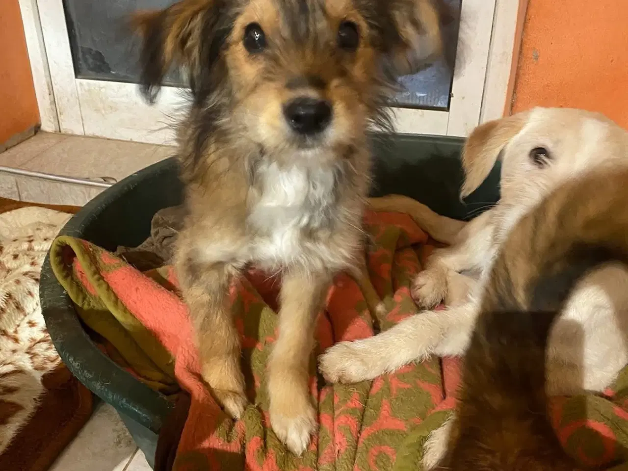 Billede 4 - Olsen søger sit 4 ever home