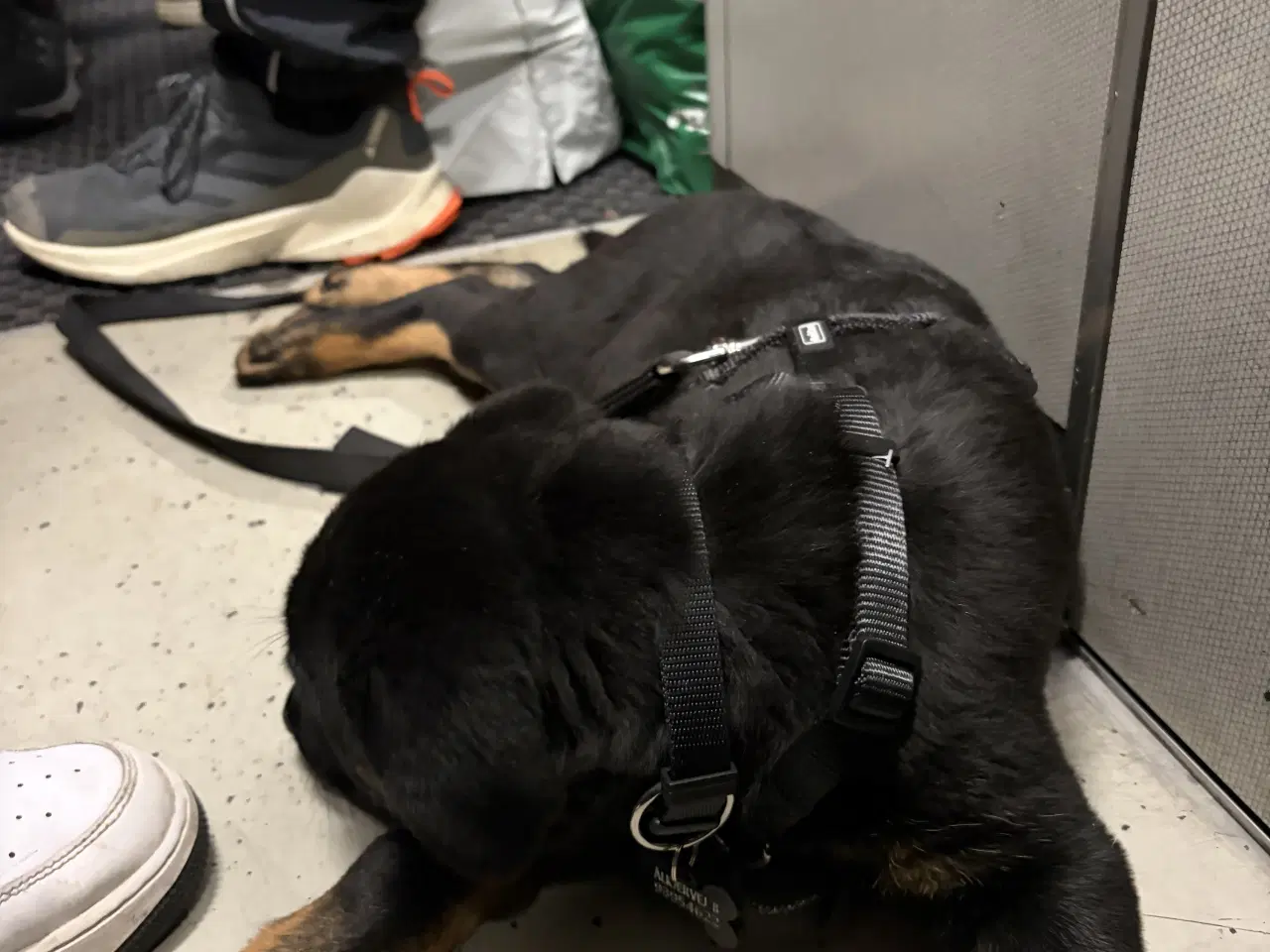 Billede 10 - Rottweiler/schæfer hvalp