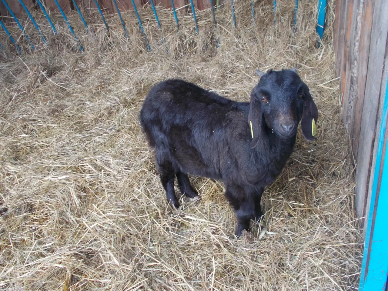 Billede 2 - dværggeder