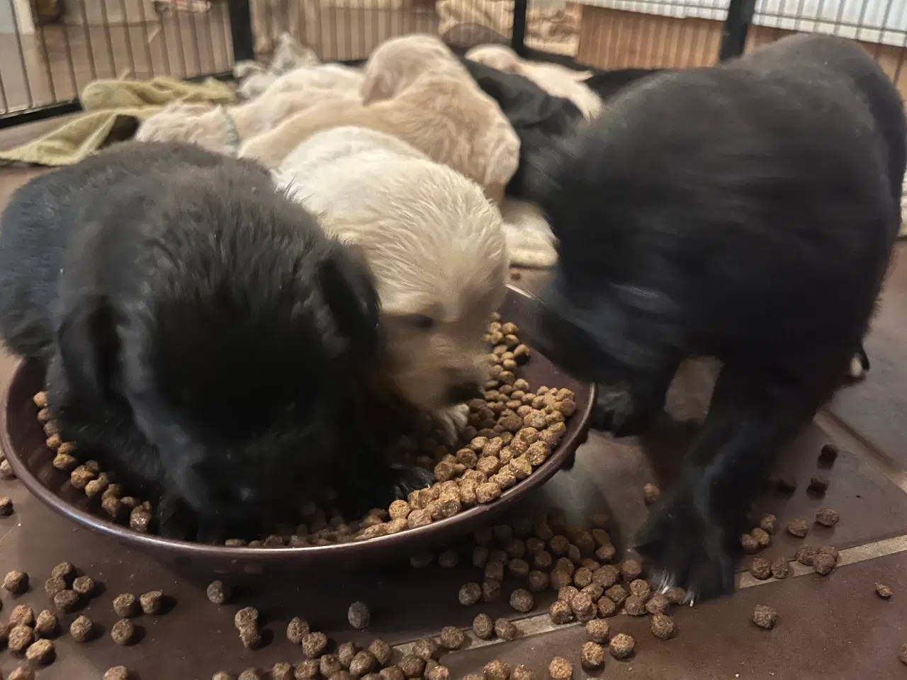 Billede 11 - Familie hunde søger nyt hjem