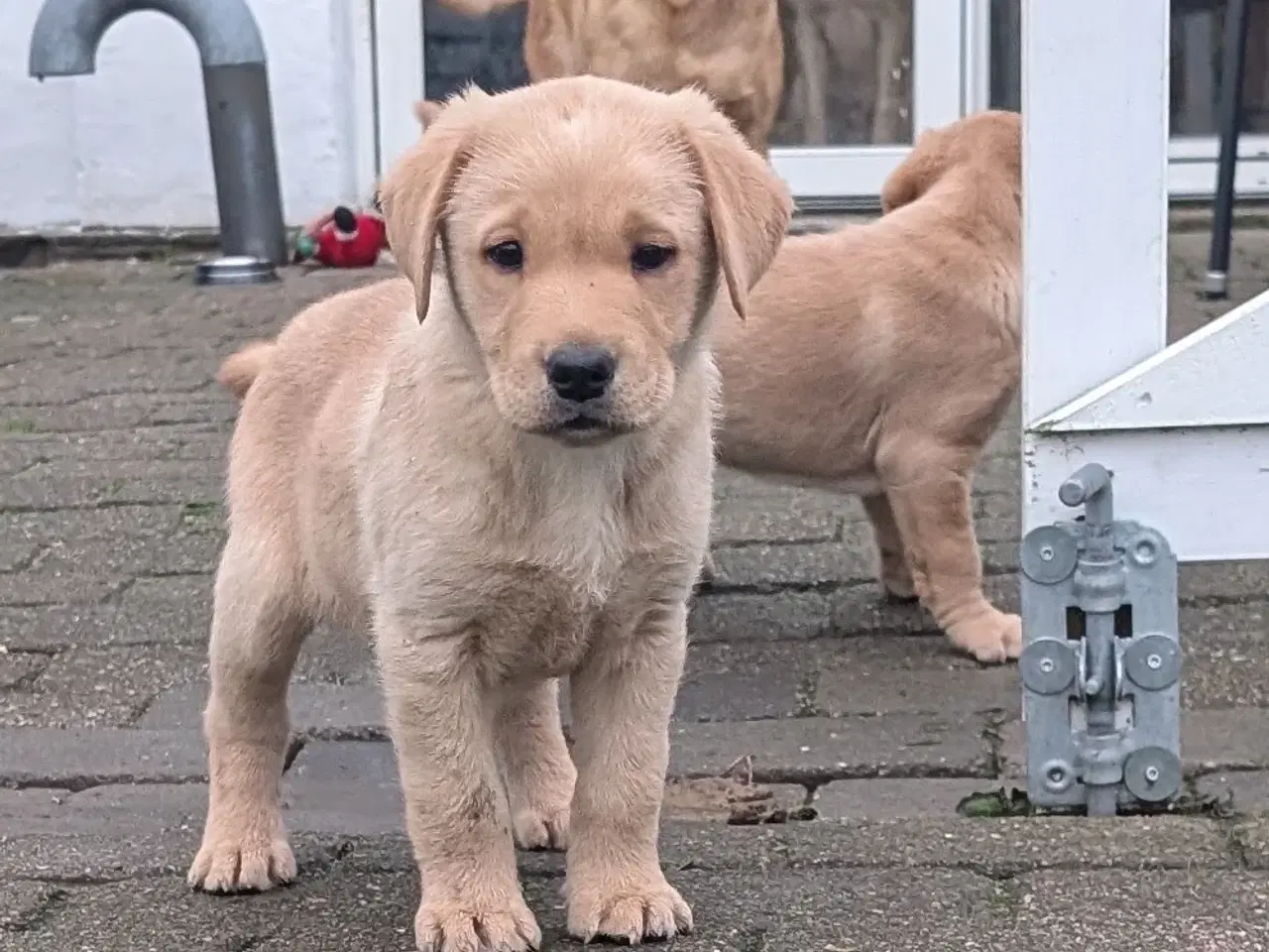 Billede 7 - Gule labrador hvalpe