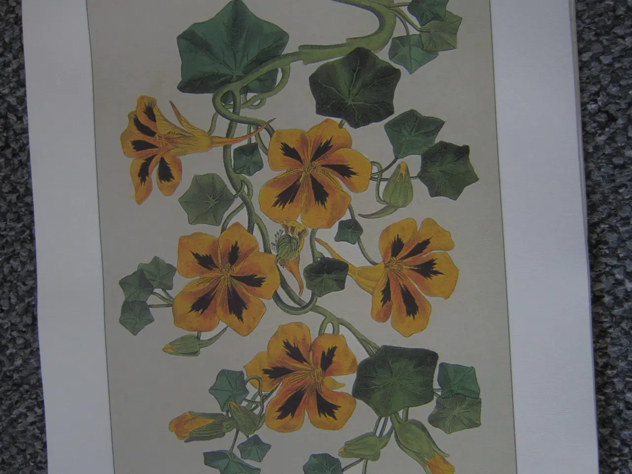 Billede 2 - Blomstermotiver fra italiensk kalender 