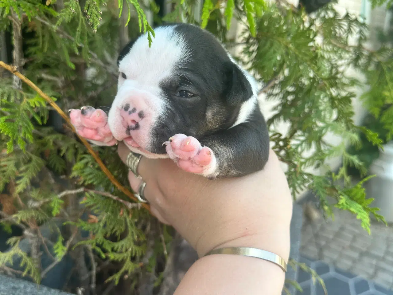 Billede 13 - New english bulldog