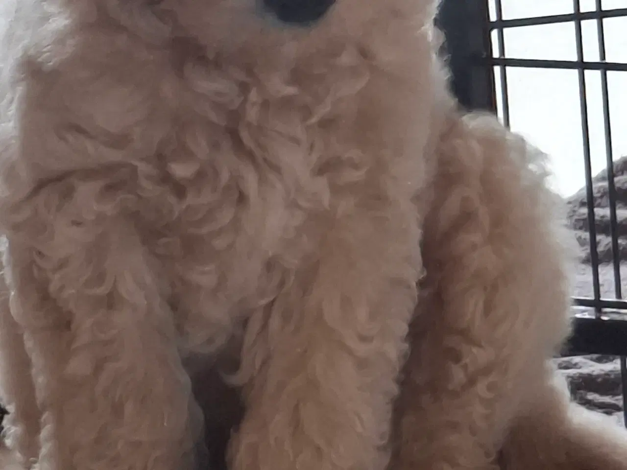 Billede 6 - Goldendoodle/ Labradoodle medium F2 