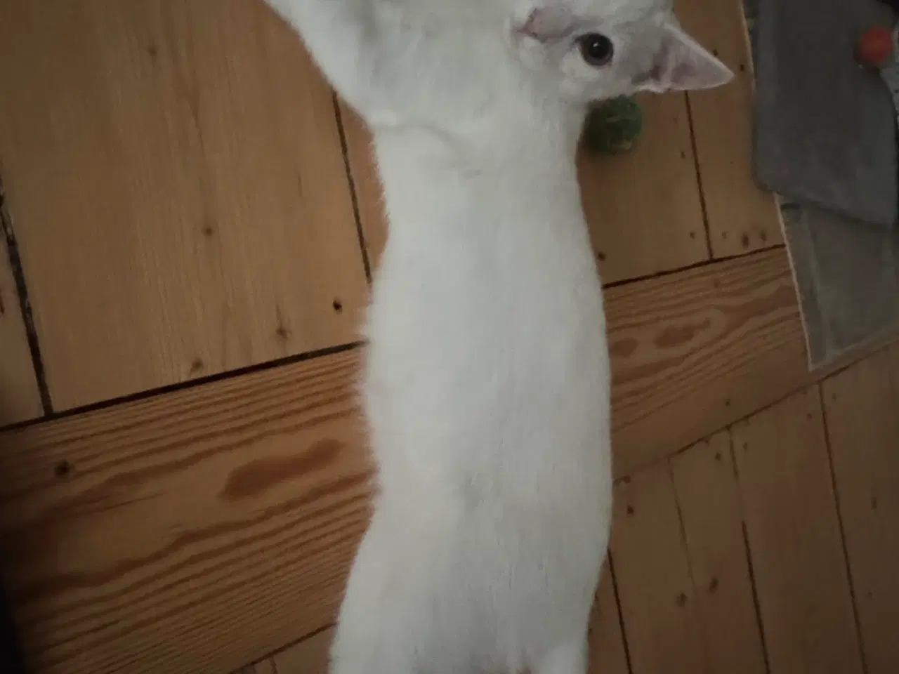 Billede 4 - Søge nyt og trygge hjem