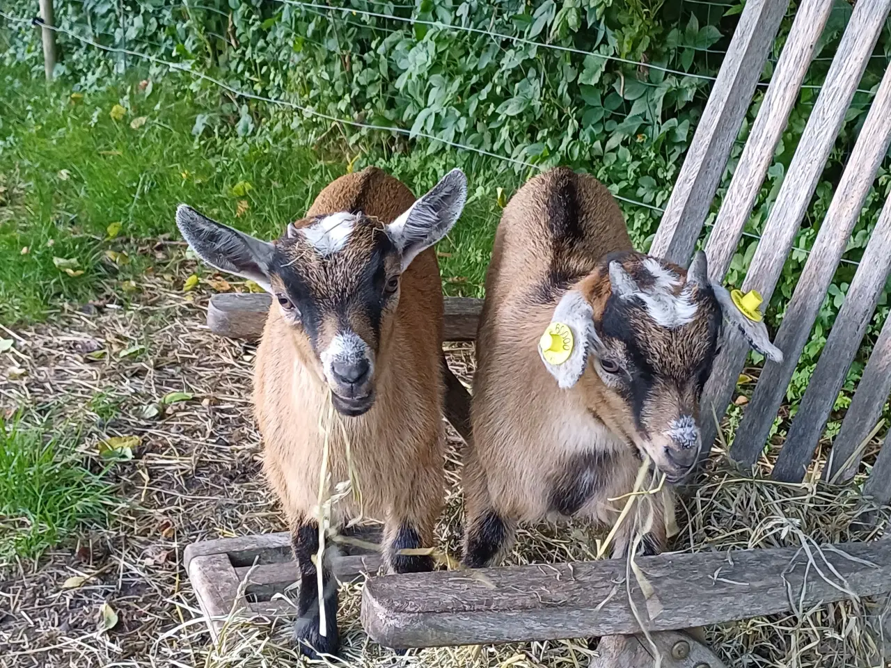 Billede 2 - Gedekid og mor Berta 