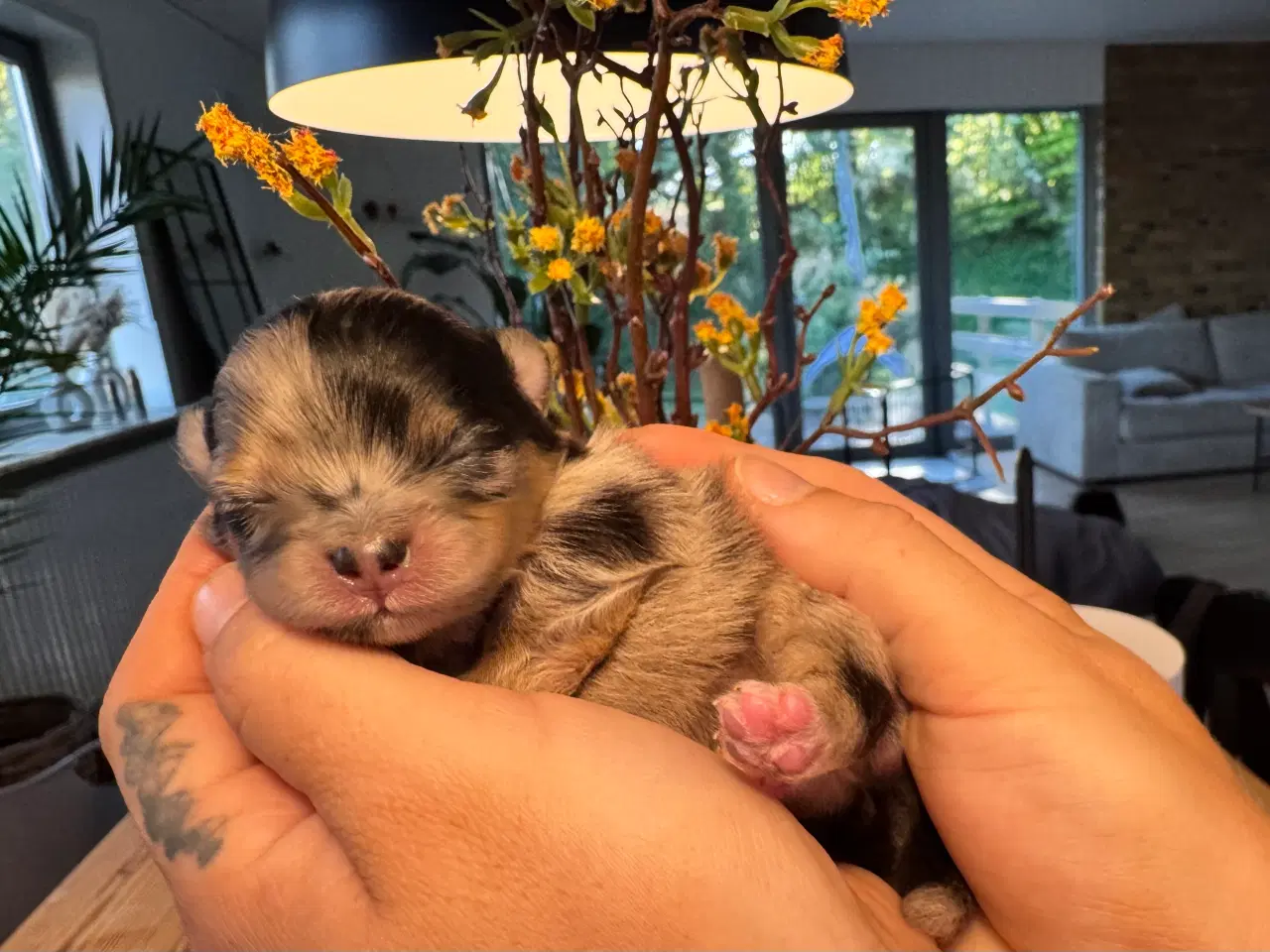 Billede 10 - Pomeranian Merle 