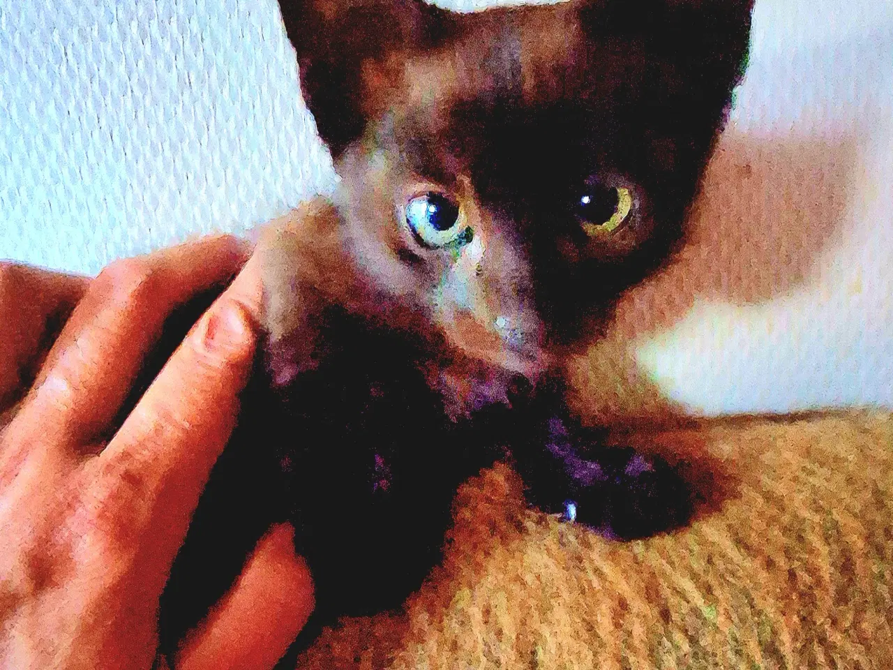 Billede 10 - Minikat killinger søger nye kærlige hjem.