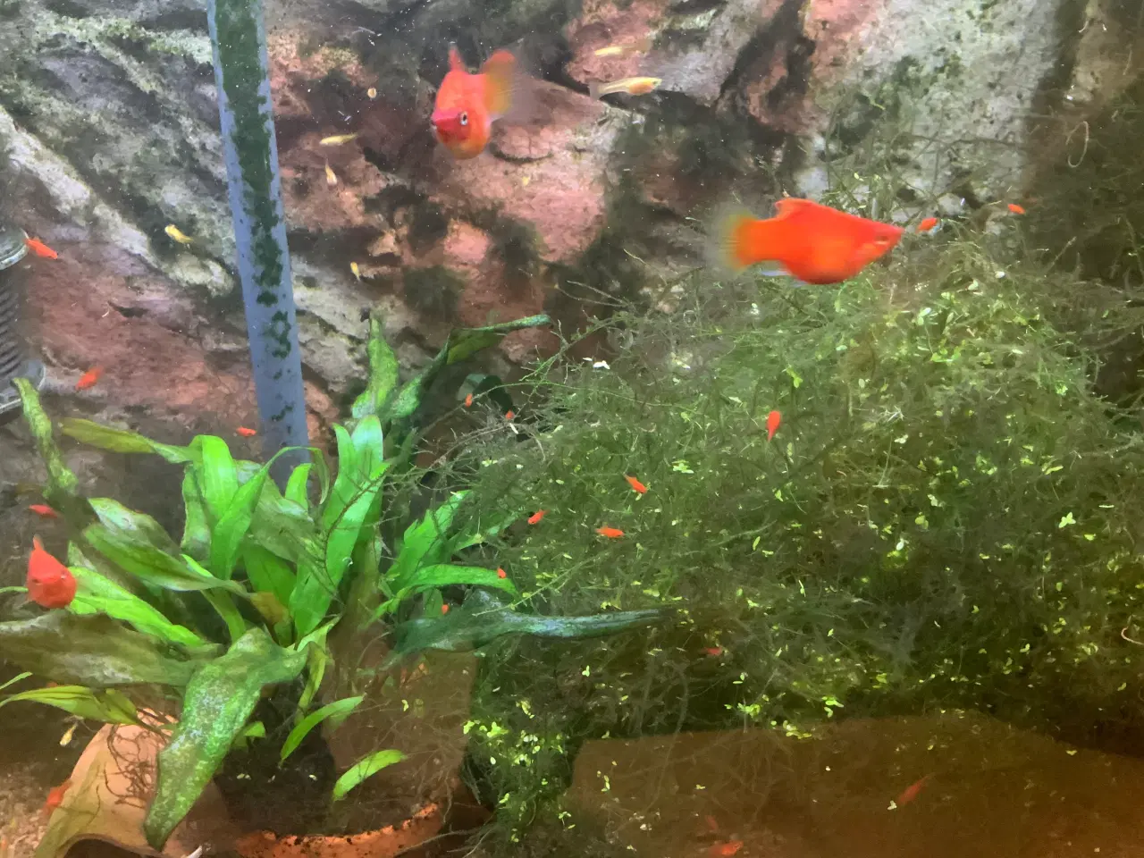 Billede 2 - Platy koralrød ungfisk