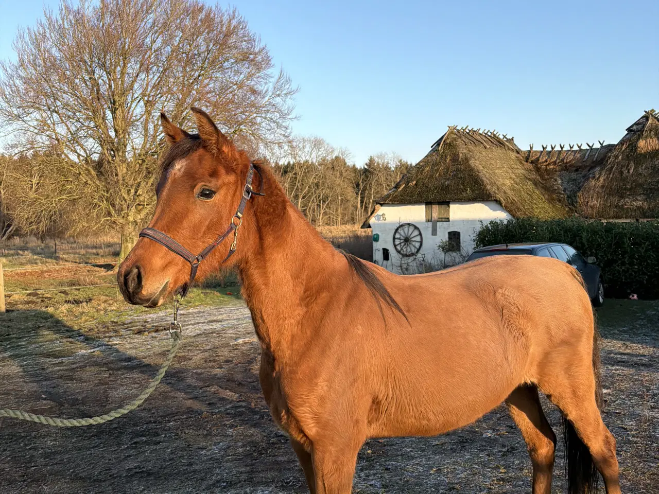 Billede 5 - 3 års hoppe - med stamtavle 