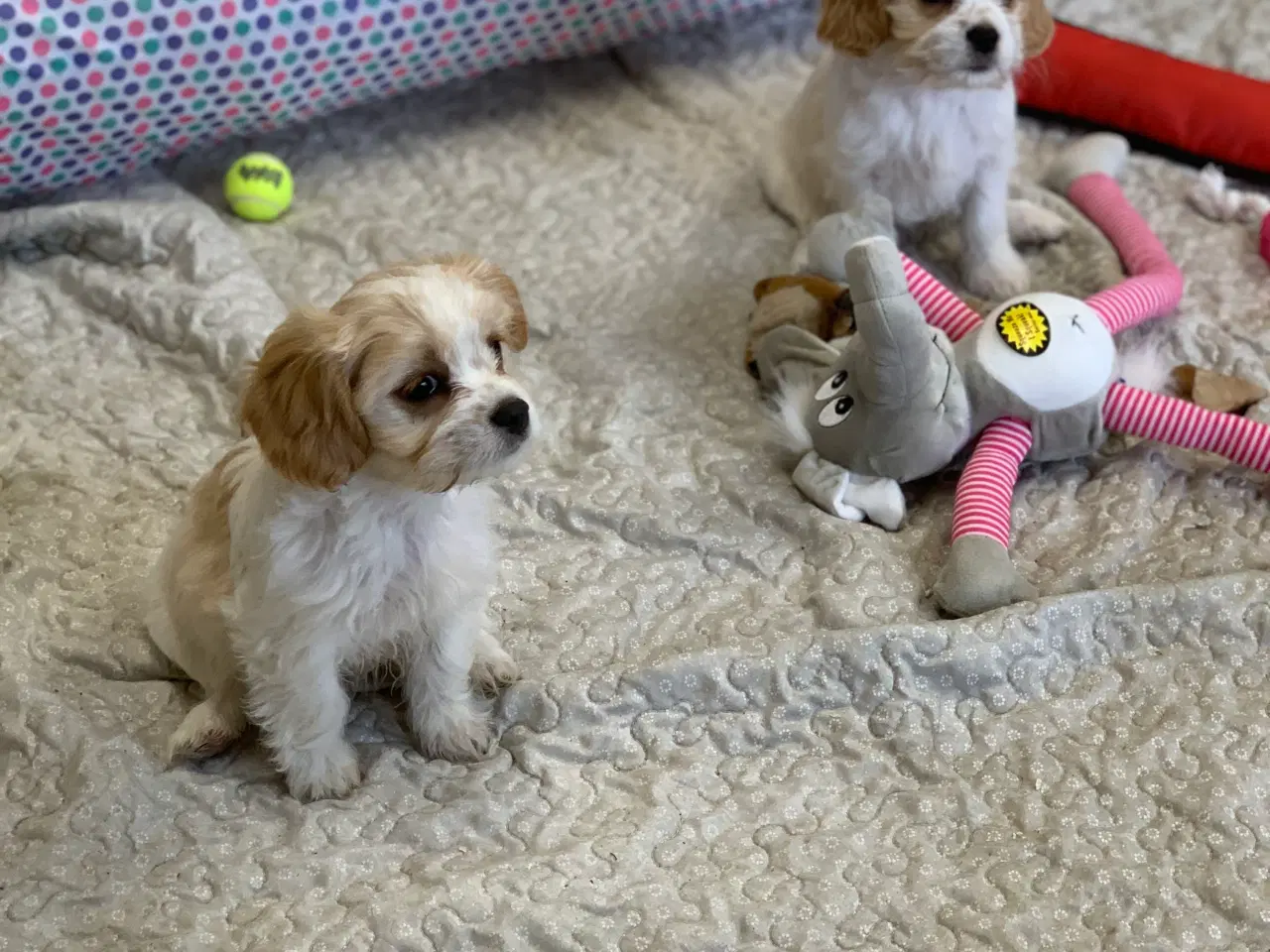 Billede 17 - Bichon / cavalier babyer 