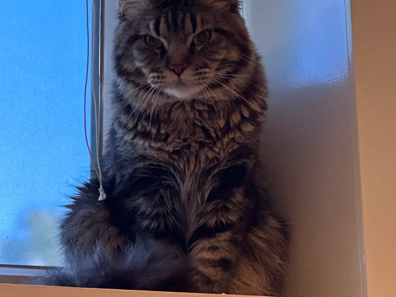 Billede 4 - Fantastisk kælen Maine Coon han søger nyt hjem!