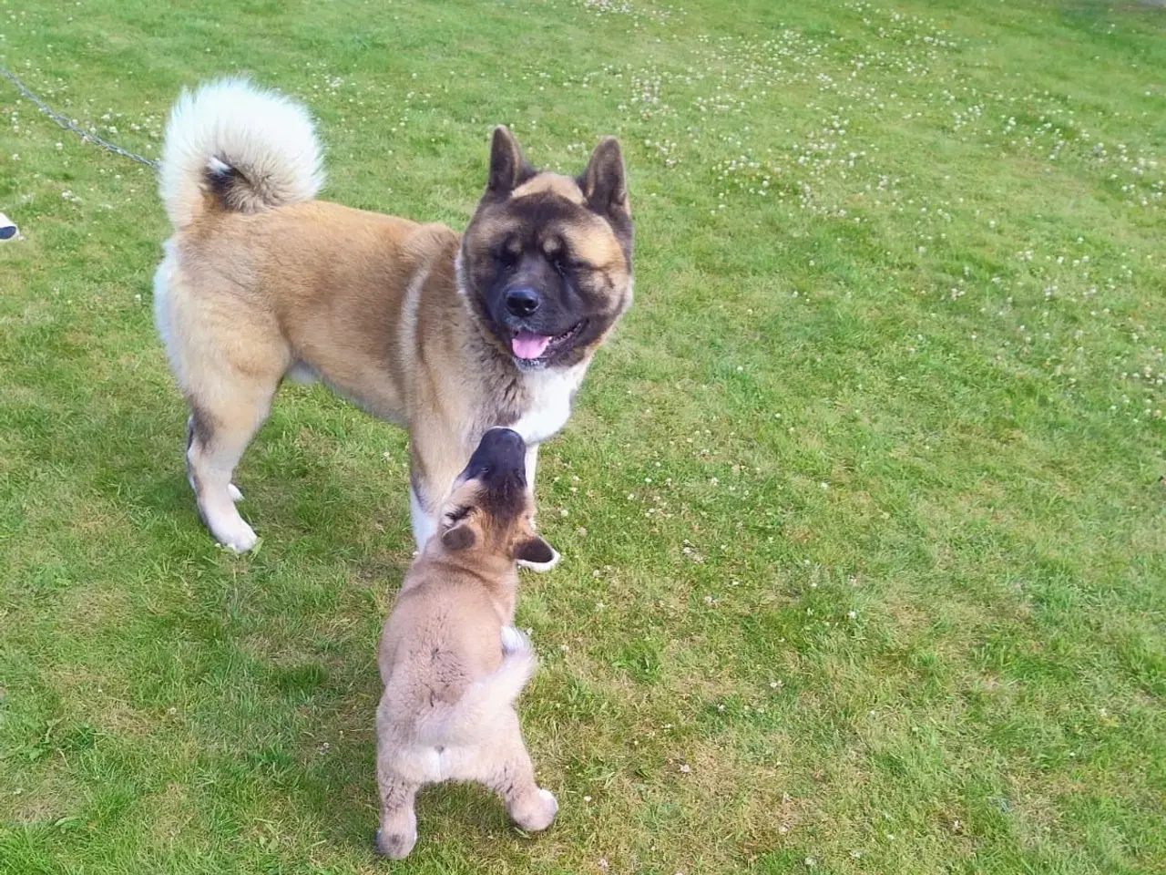 Billede 2 - Dreng hundehvalp Akita American 