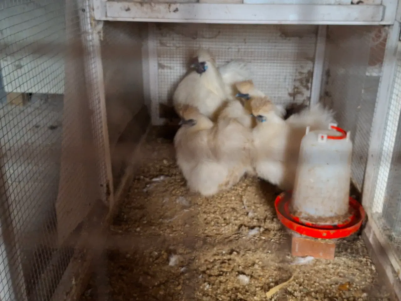 Billede 1 - Høns