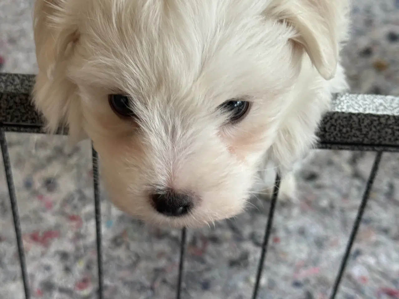 Billede 5 - Bichon havanais hvalpe sælges