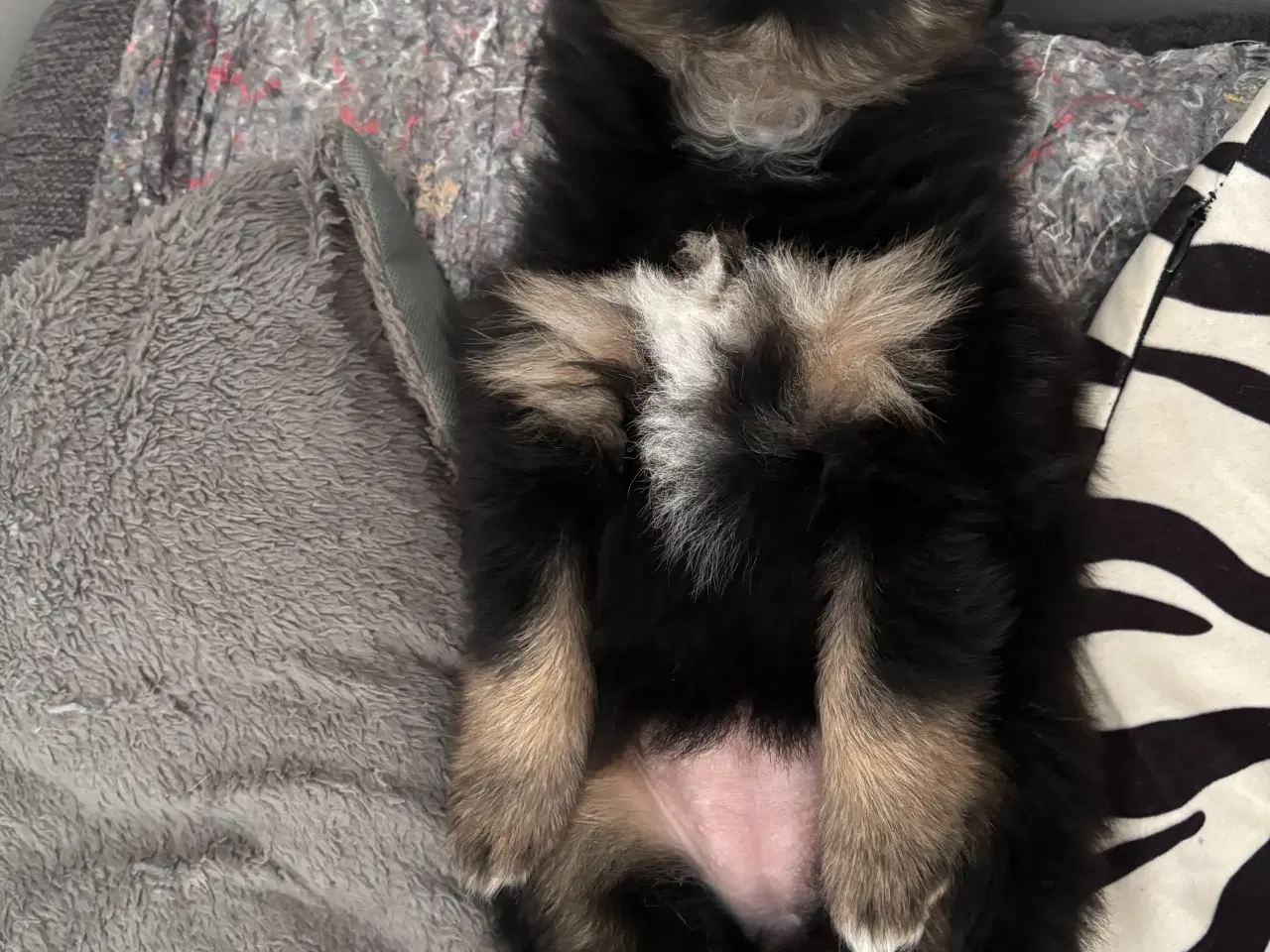 Billede 3 - Pomeranian hvalpe 