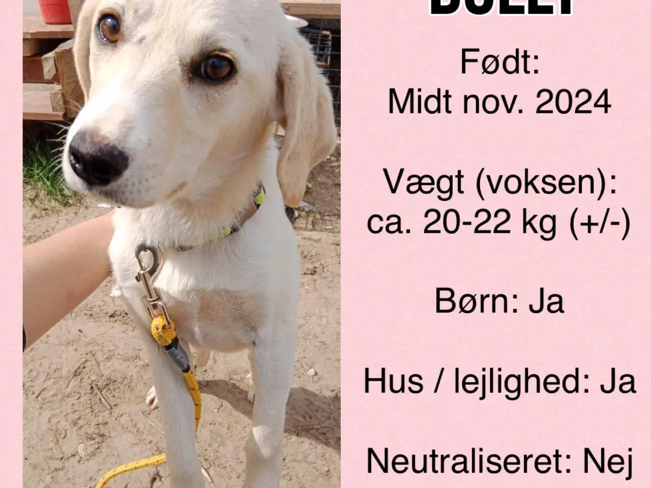 Billede 2 - Labrador mix søger hjem