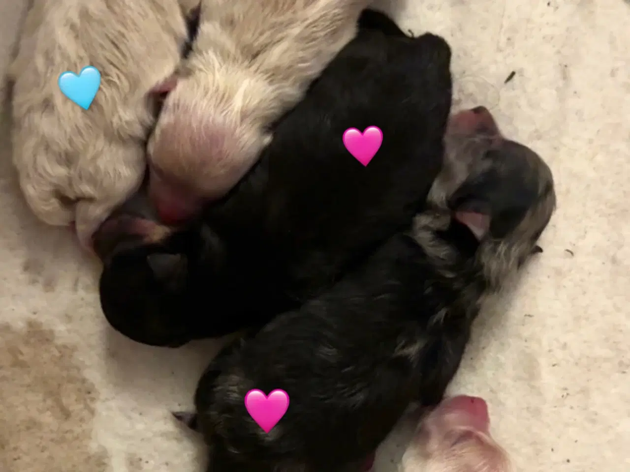 Billede 1 - Pomeranian babyer 