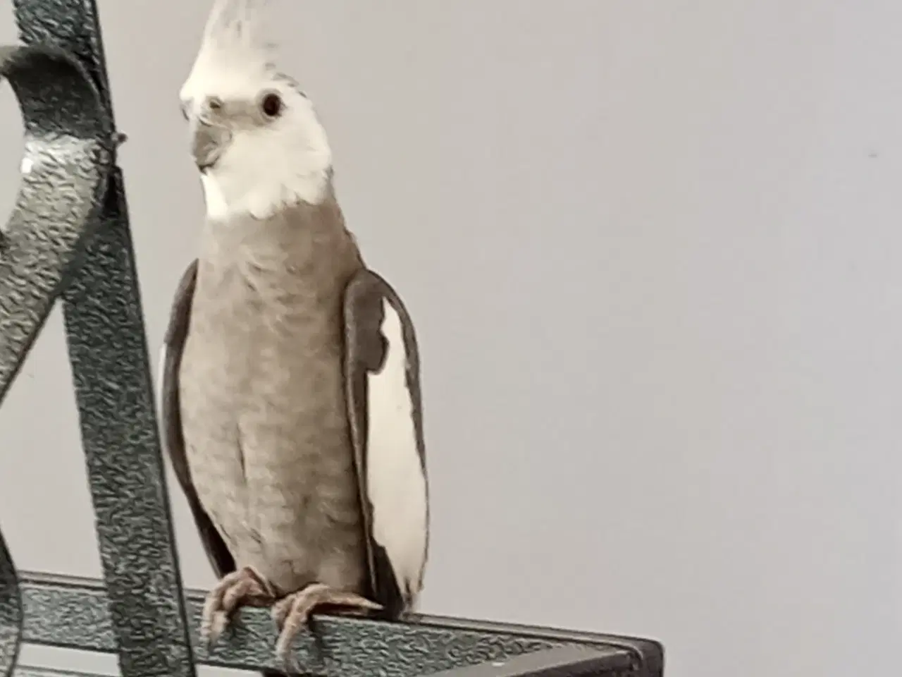 Billede 1 - 2 undulater gul og blå samt 2 nymfer 