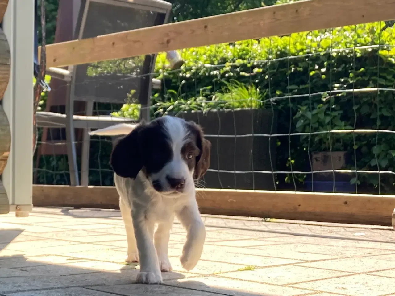 Billede 7 - Springer Spaniel🐶💙Klar til Nyt🏠Nu