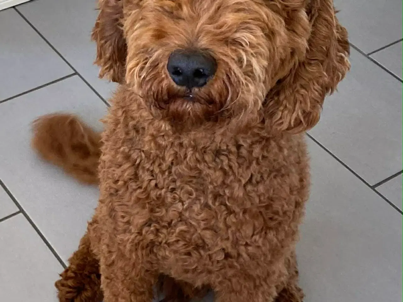 Billede 7 - Golden Doodle