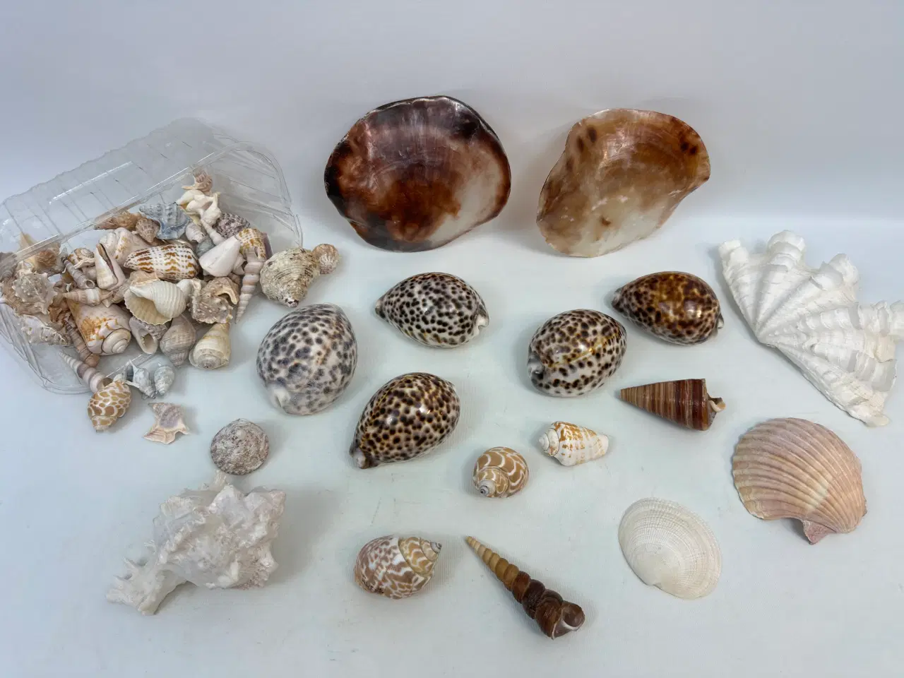 Billede 6 - Stor samling sneglehuse, skaller og konkylier  