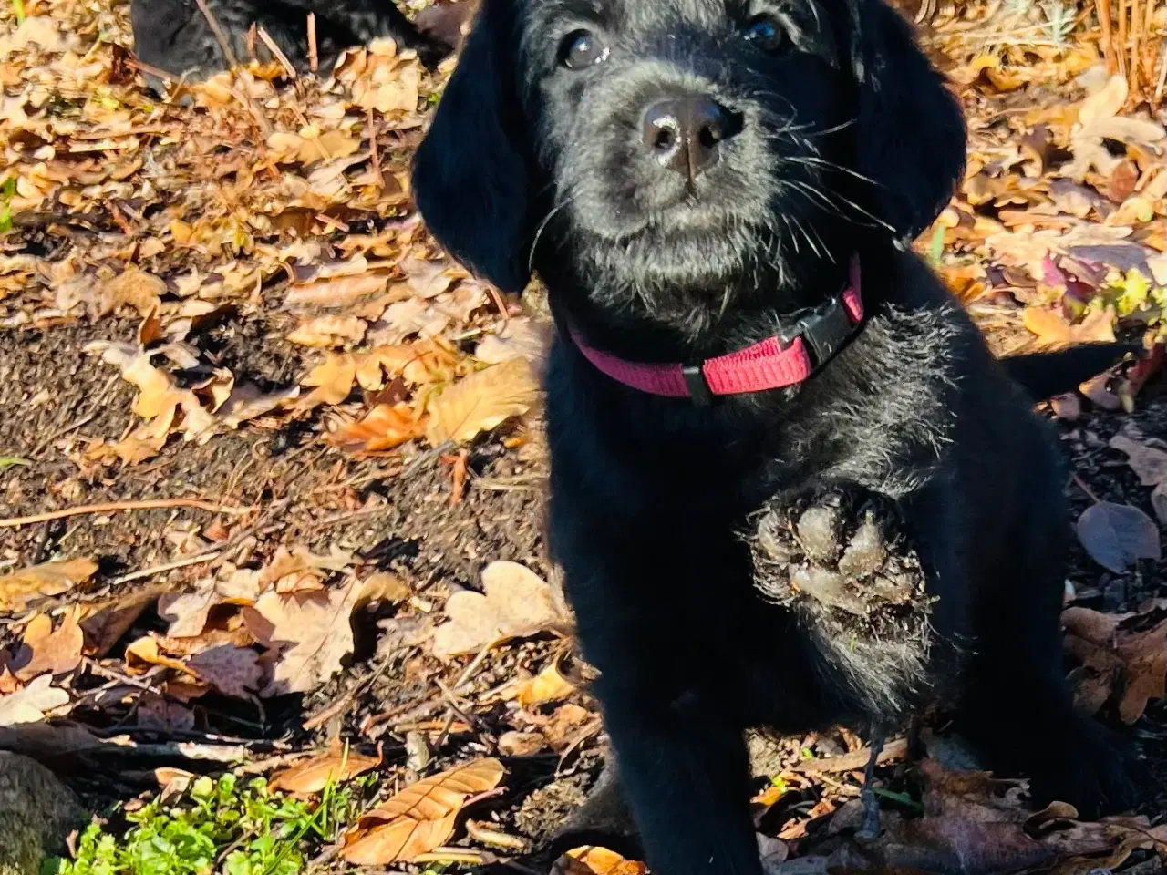 Billede 7 - Labradoodle-blandinger. 2 tæver tilbage ❤️🩷