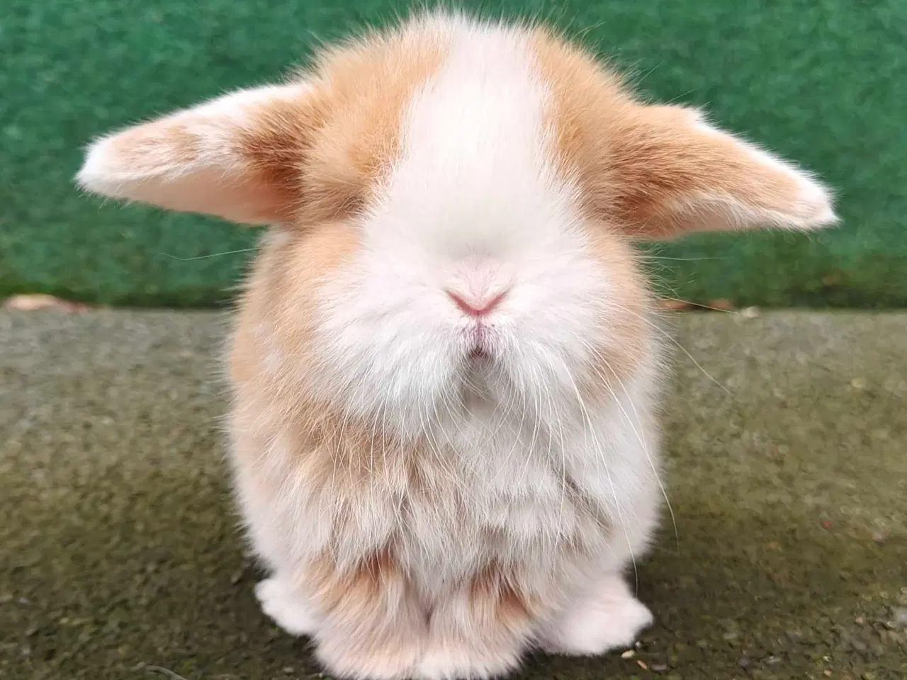 Billede 10 - Minilop