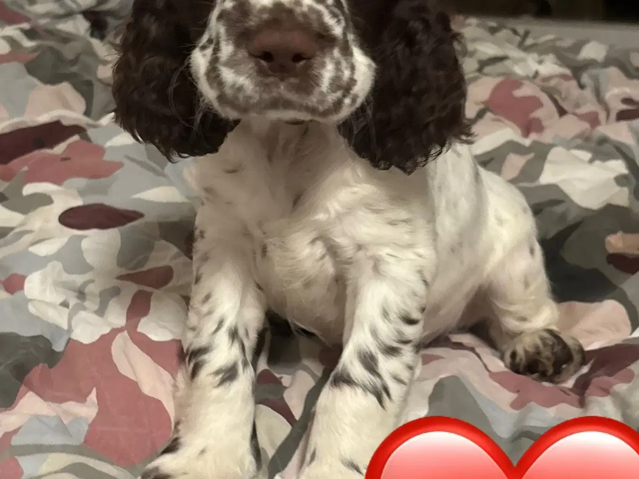 Billede 4 - DKK Stamtavle Standard Engelske Springer Spaniels