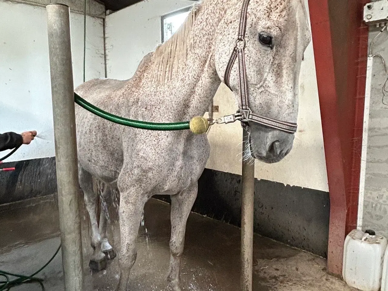 Billede 10 - Verdens bedste Lucy søger nye græsgange 