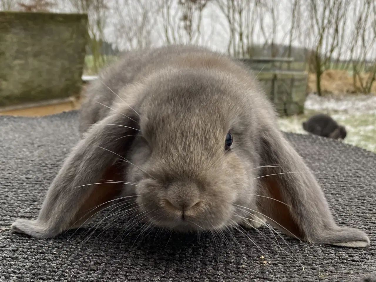 Billede 9 - FRANSK VÆDDER HAN VILDTBLÅ
