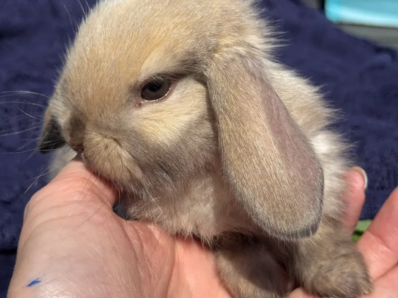Billede 3 - Mini lop kanin unge