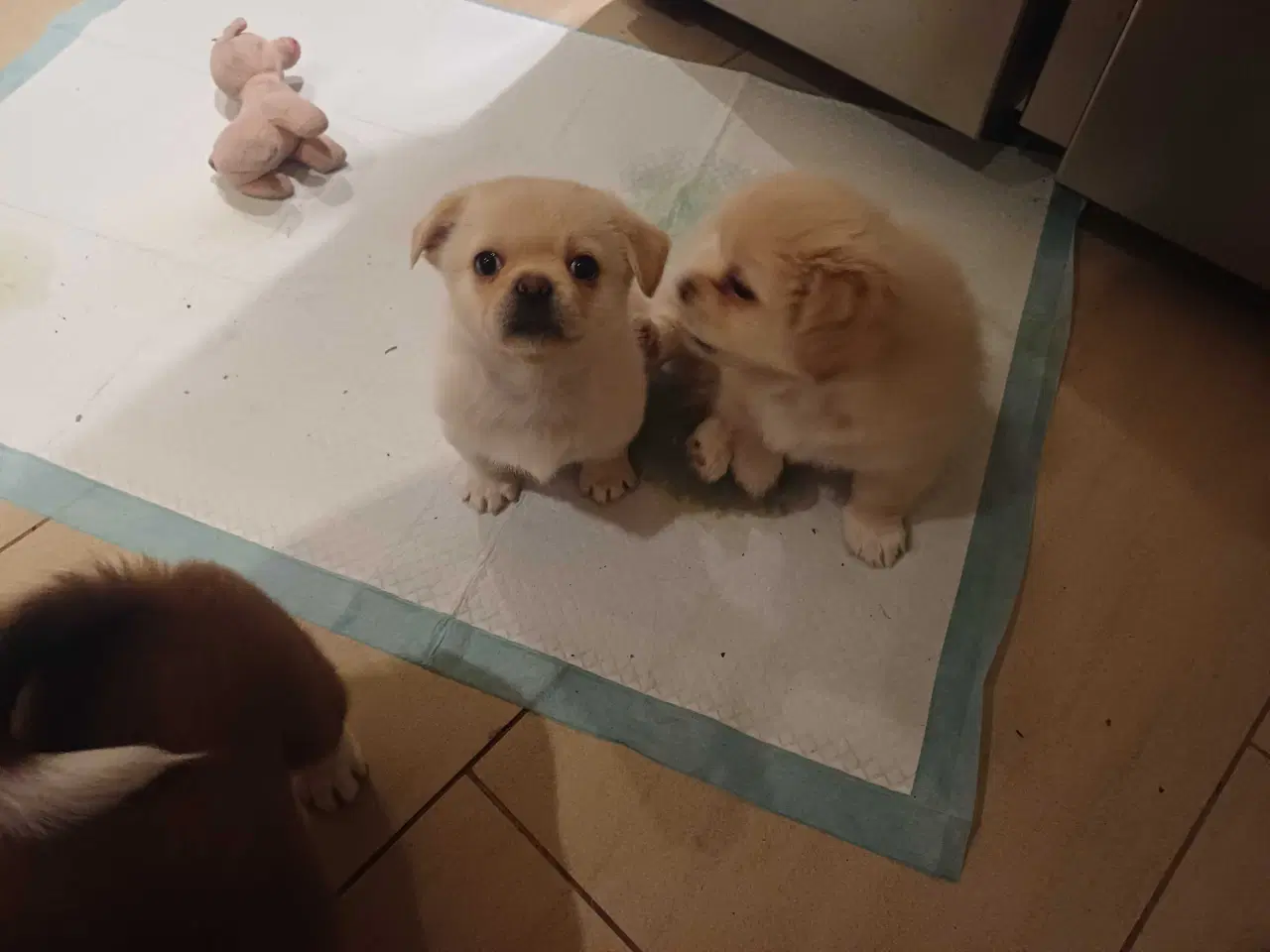 Billede 2 - Hvalpe søger nyt hjem 