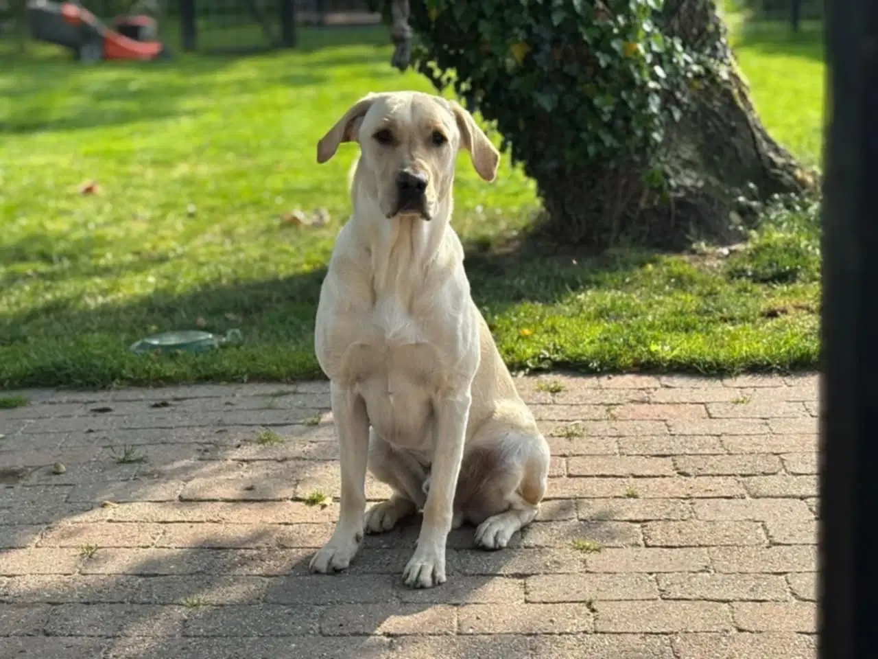 Billede 2 - Labrador Retriever søger nyt hjem