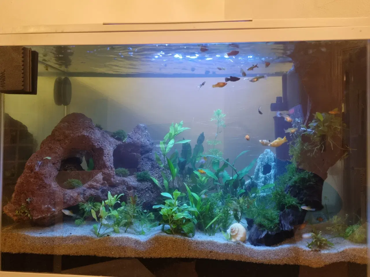 Billede 10 - Akvarium 100L SuperFish komplet setup 