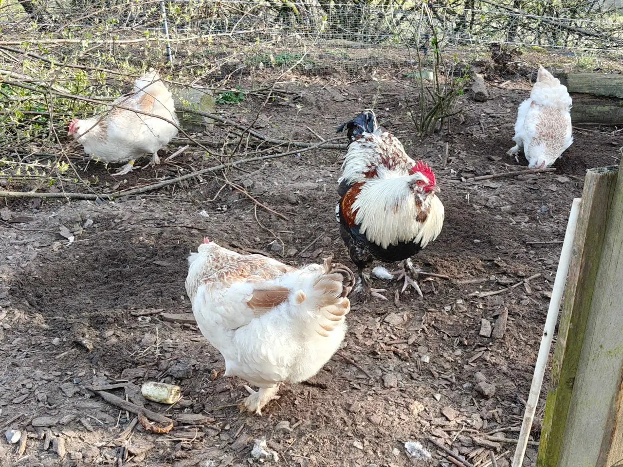 Billede 7 - Skrukhøne med æg- få dine egne nyklækkede kylinger