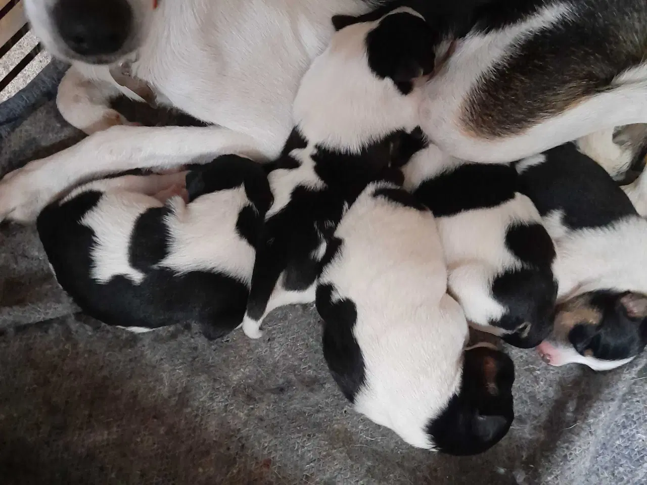 Billede 2 - Dansk Svensk gårdhund 